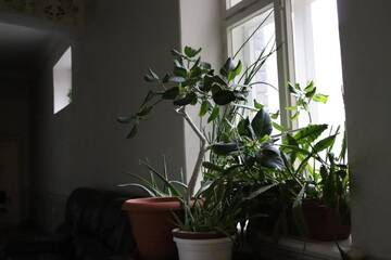 Фото номера Люкс Хостелы Hostel Lõuna г. Пярну 3